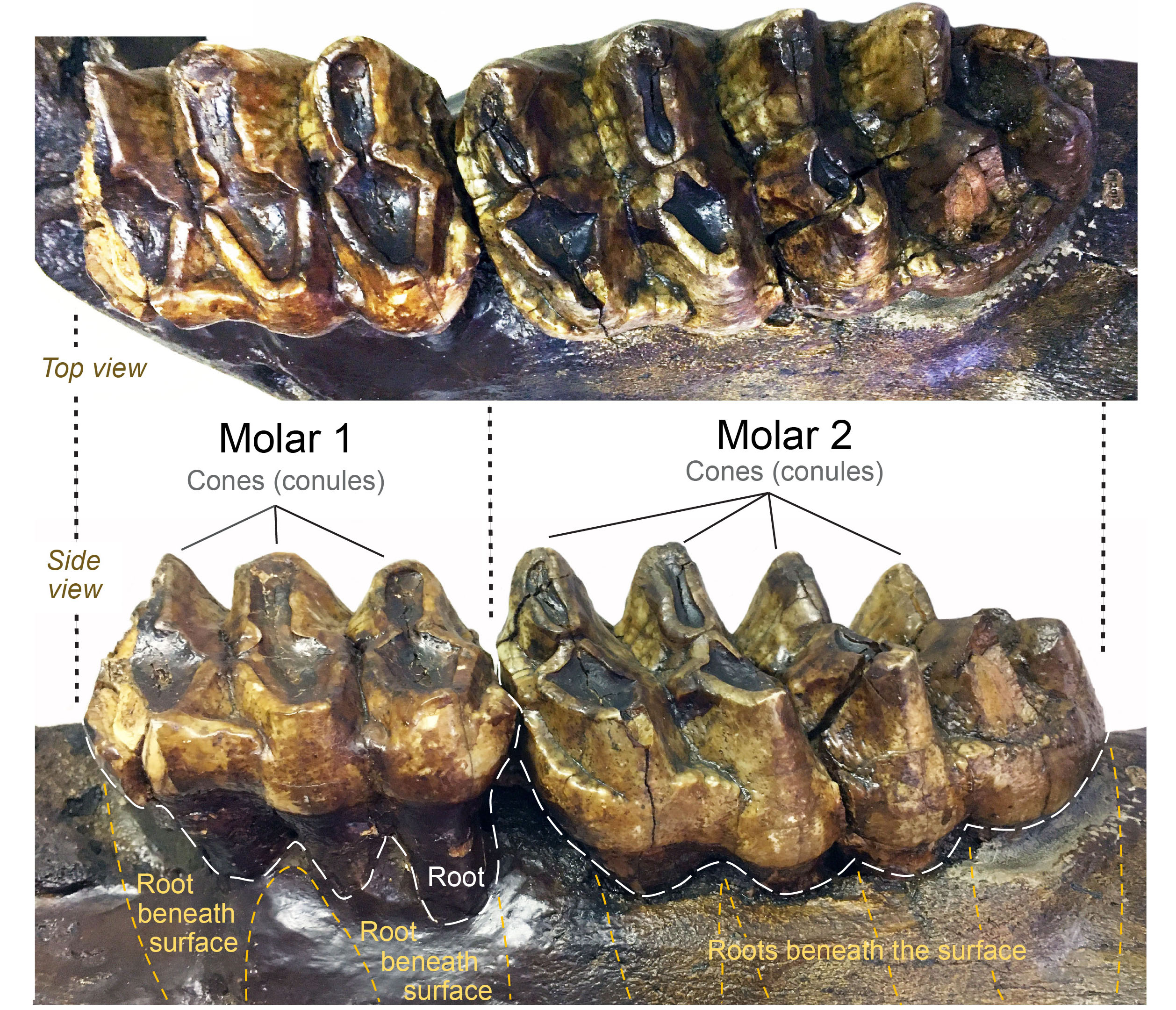 Side and top views of mastodon molars from this month’s fossil.